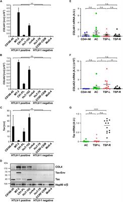 Collagen IV (COL4A1, COL4A2), a Component of the Viral Biofilm, Is Induced by the HTLV-1 Oncoprotein Tax and Impacts Virus Transmission